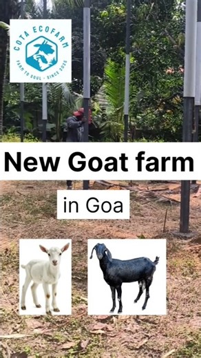 Modern Goat Farm Goa