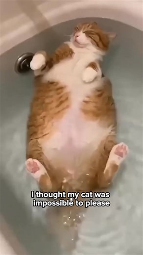 Bored Cat? This interactive Water Mat keeps them curious, entertained and comfortable all day long! | Aqua-Cats-USA