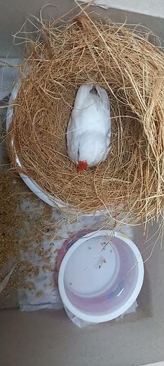 Finch mother incubating eggs , Finch bird , bird laying eggs, Finch bird in nest ,nest Making #finch