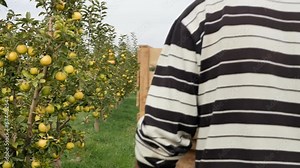 The camera follows a male orchardist pushing a garden cart with empty wooden crates in front of him to harvest apples. The process of harvesting a new fruit harvest. Apple juices and nectars