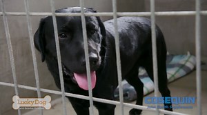 Meet Lincoln, the adorable one year old black lab mix who has found a forever home as a service dog to a young man battling muscular dystrophy! | Lucky Dog