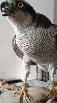 Male Goshawk - Hunting Machine