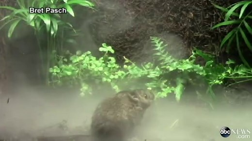 Why Would a Mouse Sing?