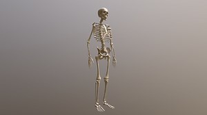 Human skeleton - Buy Royalty Free 3D model by AVRcontent