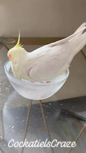 Cute Cockatiel Bath time 🛁 #cockatielcraze #cockatiellove #cockatieladventures #cockatielfun #cockatielcuties #featheredfriends #birdwatching #parrotlife | Cockatiels Craze