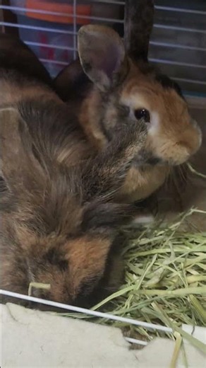 食草，食草，都係食草 #領養 #兔子#兔兔#rabbit