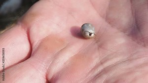 The tick engorged with blood moves on the man hand close up, swollen tick stirs in the palm of a man removed from the dog