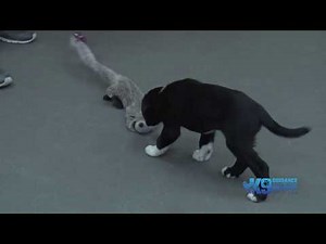 Temperament Testing with McNab Shepherd