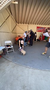 Pug contest from Pugtacular continued… | Pug Nation Rescue of Los Angeles