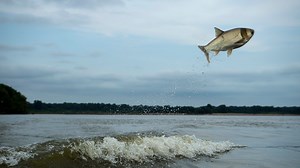 How to keep invasive fish from jumping dam, infesting Kansas River near Topeka