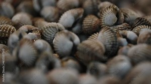 Seafood at the fresh market. Fresh cockle clams in trays for sale.