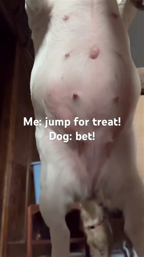 Dog go up, dog go down