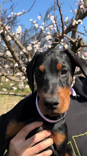When you can see intelligence in her eyes 😈 One special girl from litter A! Angel from Invictus Doberman House💜 #doberman #europeandobermann #dobermanpuppy #dobermanpinscher #puppy #puppyeyes #dogsoftiktok #dog #doglover #puppylove #dobermans_of_tiktok #dobermangang #dobermaninfinity #dobermandog #puppylife #puppydog #europe #usa #austria #slovenia