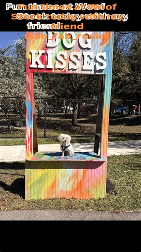 Harrythemaltese on Instagram: "#malteseharry @ab_fab_rosie"