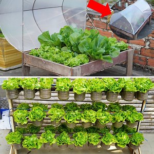 🚀 Fast and Creative Terrace Gardening - Grow Fresh Lettuce Easily! 🌿 | DIY Balcony Garden