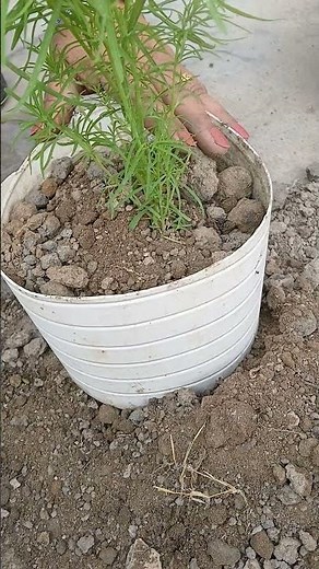 how to grow kochia plant care tips summer season garden plants 🪴🏡