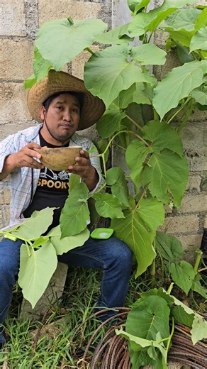 La hoja Santa, un snack natural #hojasanta #masterchef #plantas #naturaleza #alimentos #pozol #Selva #Chiapas #mexico #tonikmina | ToniKmina