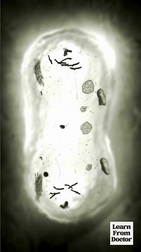 Cell Division Explained Simply | Mitosis in Real Time