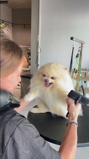 Pomeranian Angry At Groomer's Dryer || ViralHog