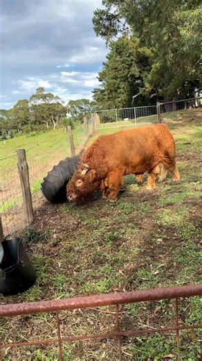 This bull was out in the field playing with a huge tire. He lifts it up with his horns, shakes it around, and tosses it like it weighs nothing while charging and kicking up dust the whole time.Big boys need big toys!He looks completely strong and unbothered by how heavy it is. I give him props for treating that tire like a toy, would you ever get close enough to mess with a bull like that?