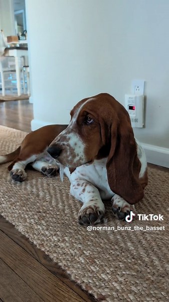 Wasn't me 🙈🤫 #hounddog #howl #dogs #bassethound #bassetsoftiktok #puppydog