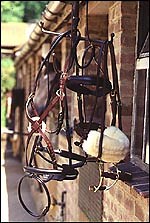 Which noseband? - Horse & Hound