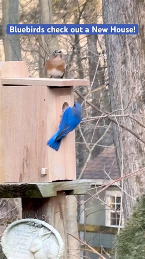 Bluebirds check out a New House #bluebirds