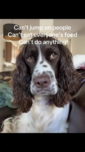 Understanding English Springer Spaniel Behavior