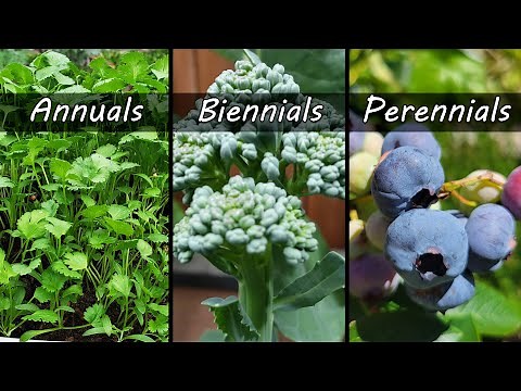 Annuals vs Biennials vs Perennials - Garden Quickie Episode 103