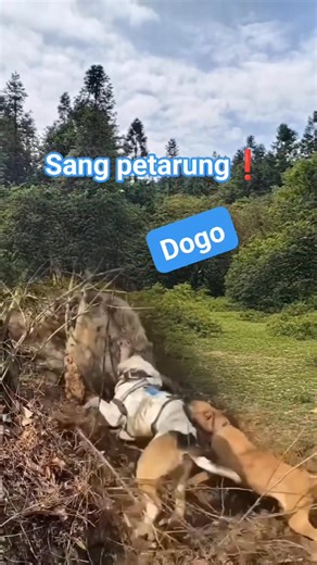 Dogo❗🔥 #reels #wildboards #huntingseason #dogdogo #dogoargentuno semua orang Pengikut | Ozil Alhakim