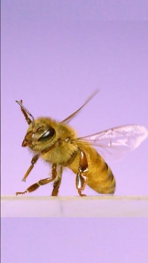 Honeybee flight in slow motion! #insects #science #honeybee