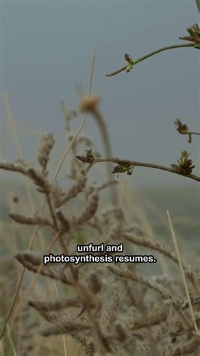 Resurrection Plants: Seeds That Reboot #resurrectionplants #droughtsurvival #botany #shorts