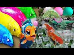 Amazing Catching Color fish in Aquarium Challenge and small ponds goldfish