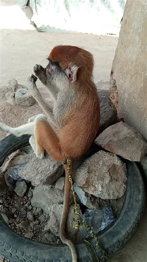 monkey having lunch nicely