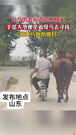 🇨🇳 公马贪玩走失，大爷巧用母马寻回。🇬🇧 Stallion Lost Playing, Old Man Uses Mare to Find Him.