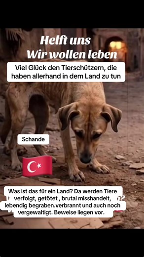 Lua❤️🐕❤️🐈❤️ (@lua.tierhilfe)’s videos with Epic Disaster - Kidmada