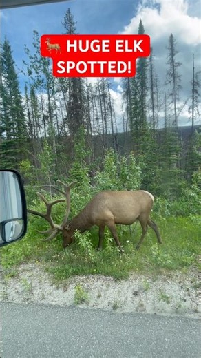 Massive Male Elk Spotted on the Way to Jasper! 🦌🇨🇦 | Alberta Wildlife