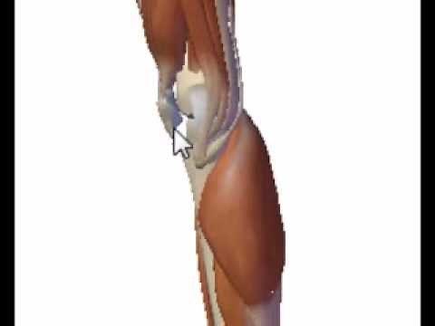 Lateral weight bearing knee