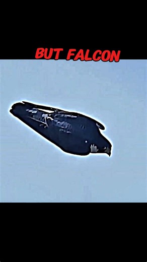 other animal attack cat vs Peregrine falcon 💀#animals #cat #falcon #attack #shorts #viral