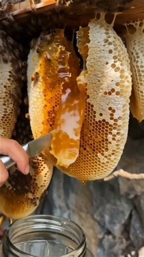 🐝 Dangerous Bee Hive Honey Collection