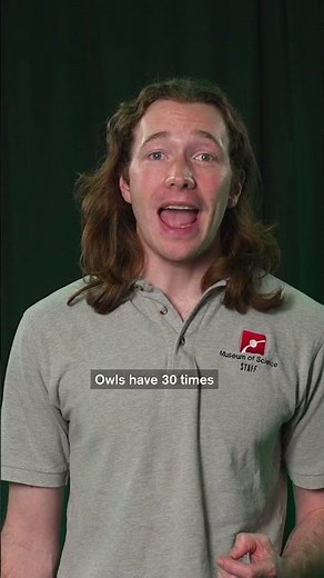 How Owls See in Total Darkness (And Why You Can’t)