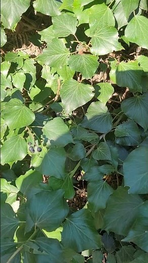 Ivy: The Secret Weapon Against Cellulite #skincare #remedy!