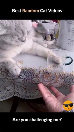 Best Random Cat Videos