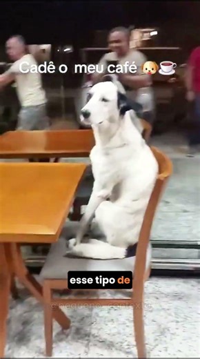 Esse cachorro percebeu que poderia ganhar um lanche fazendo isso