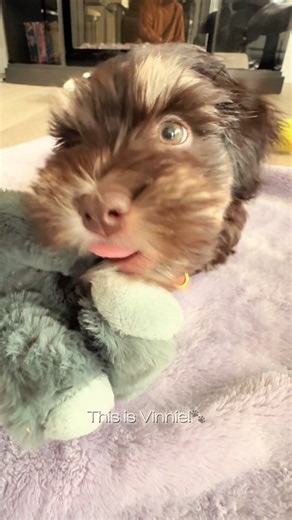 evieandvinnie on TikTok