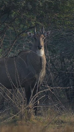 Nilgai#wildlife #birdphotography #birds