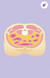 Comment se débarrasser de la graisse viscérale, cette graisse interne qui se situe au niveau des abdominaux ? Découvrez tous les conseils d'Aurélie Guerri, diététicienne-nutritionniste. ⤵ | Doctissimo