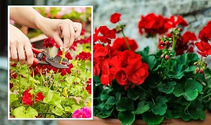 Geraniums: Prune popular plant to ‘ground level’ for more blooms