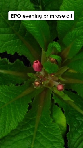 Evening Primrose Oil Benefits for Women Explained