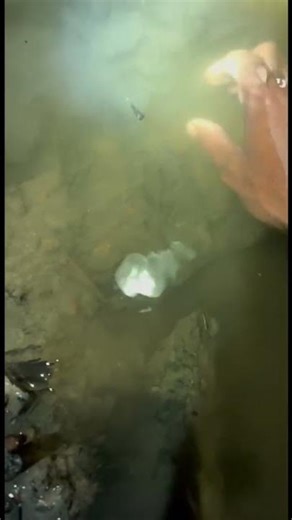 Night Shrimp Catching Adventure | Incredible Catch! 🦐🌙